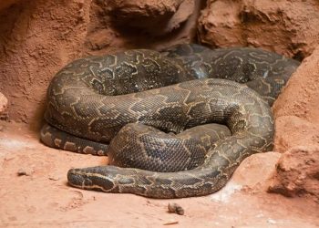 Type de python ayant attaqué Jérôme Matsanga