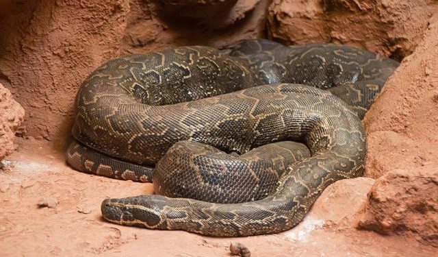 Type de python ayant attaqué Jérôme Matsanga