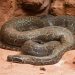 Type de python ayant attaqué Jérôme Matsanga