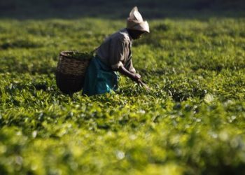 Le manganèse, le bois et l’agriculture au cœur de la relance économique du Gabon