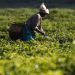 Le manganèse, le bois et l’agriculture au cœur de la relance économique du Gabon