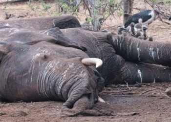 Conflit homme-faune : l’abattage des pachydermes est la solution du Woleu-Ntem