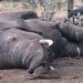 Conflit homme-faune : l’abattage des pachydermes est la solution du Woleu-Ntem