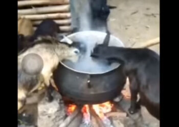 Moutons foufou marmite bouillante
