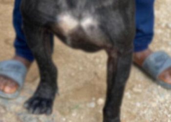 Il passait son temps à coucher avec une chienne justifiant cela par le manque d&rsquo;argent
