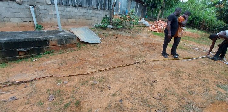 une très longue canne à sucre découverte à Fougamou