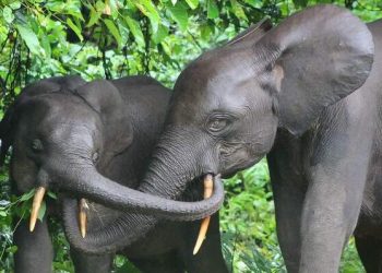 Olam Gabon, un acteur de la conservation