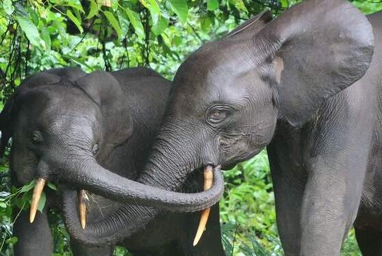 Olam Gabon, un acteur de la conservation