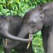 Olam Gabon, un acteur de la conservation