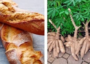 Bientôt la production du pain à base de farine du manioc au Gabon