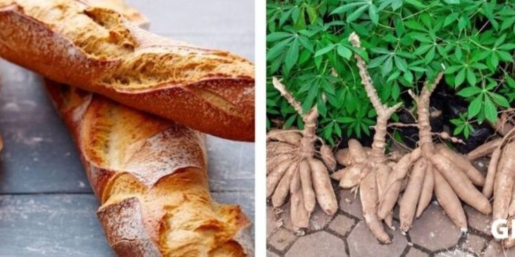 Bientôt la production du pain à base de farine du manioc au Gabon