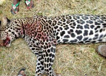 La Panthère qui semait la terreur à Iboundji a été abattue aujourd'hui par un chasseur
