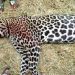 La Panthère qui semait la terreur à Iboundji a été abattue aujourd'hui par un chasseur