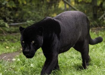 A Iboundji, la panthère qui terrorise la ville est recherchée