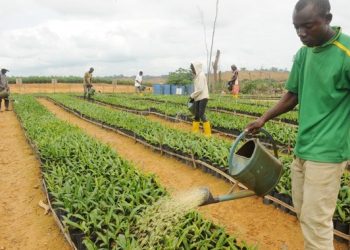 Lancement du recrutement des agents-enquêteurs pour le recensement général de la agriculture