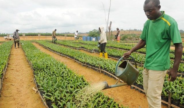 Lancement du recrutement des agents-enquêteurs pour le recensement général de la agriculture