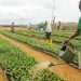 Lancement du recrutement des agents-enquêteurs pour le recensement général de la agriculture