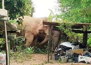 Le chasseur Norbert Bovik Makagna tué par un éléphant en foret