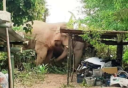 Le chasseur Norbert Bovik Makagna tué par un éléphant en foret