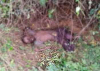 L'image de Logan Divassa Bwedi mort à Yombi