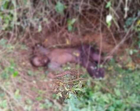 L'image de Logan Divassa Bwedi mort à Yombi