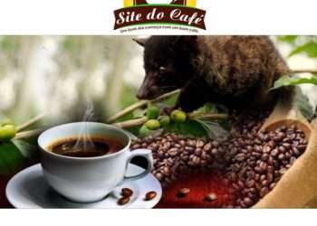 Kopi Luwak, le café le plus cher du monde
