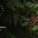 Libreville abrite le One forest summit du 1er au 2 mars 2023