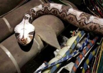Un pilote se retrouve avec un serpent en cabine