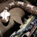 Un pilote se retrouve avec un serpent en cabine