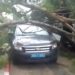 arbre Mausolée Léon Mba