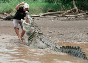 fermier gueule crocodile