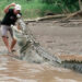 fermier gueule crocodile