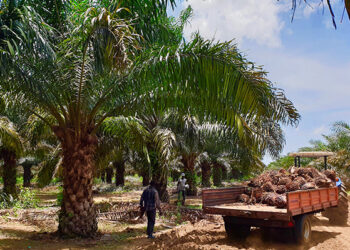 Olam Palm Gabon