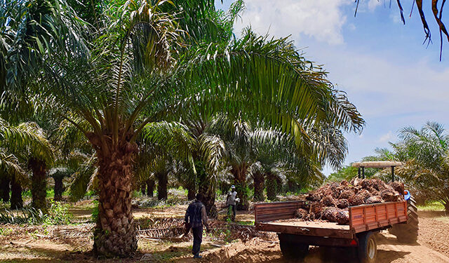 Olam Palm Gabon