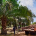 Olam Palm Gabon