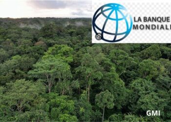 La banque mondiale estime que le secteur forestier gabonais peut rapporter