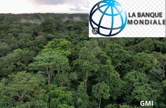 La banque mondiale estime que le secteur forestier gabonais peut rapporter