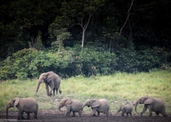 Elephants au Gabon
