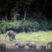 Elephants au Gabon