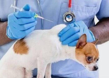 Vaccination contre rage