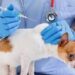 Vaccination contre rage