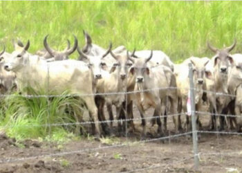 les boeufs d'AGROPAG