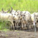 les boeufs d'AGROPAG