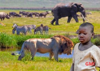 Enfant de huit ans parmi les lions, léopards et éléphants