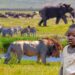 Enfant de huit ans parmi les lions, léopards et éléphants