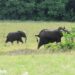 Conflit homme faune