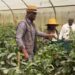 Le président Oligui Nguema dans ma ferme AGROPAG Ntoum