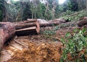 Tragédie forestière à Pana