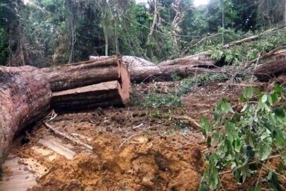 Tragédie forestière à Pana