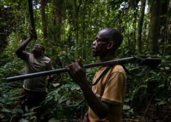 Chasse fatale à Moupia
